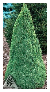 PICEA glauca 'Jean's Dilly'